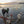 Load image into Gallery viewer, Audacious Canine/PRE-ORDER