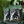 Load image into Gallery viewer, Audacious Canine