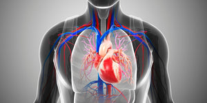 Unlocking the Cardiovascular Secrets of Ketones: L-BHB is superior for the heart