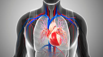 Unlocking the Cardiovascular Secrets of Ketones: L-BHB is superior for the heart