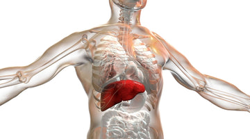 New Research: How Different Ketone Supplements Affect Liver Health