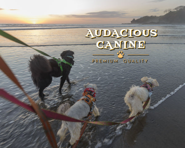 Audacious Canine/PRE-ORDER