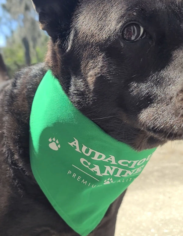 Audacious Canine Bandana