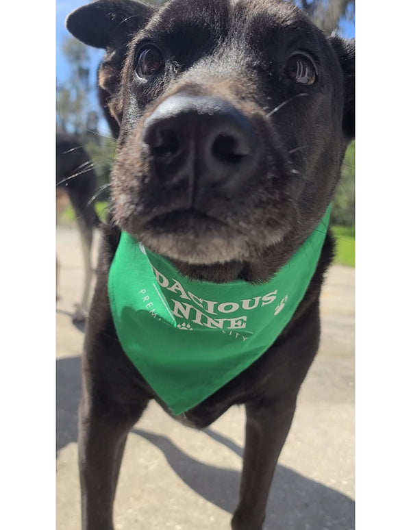 Audacious Canine Bandana